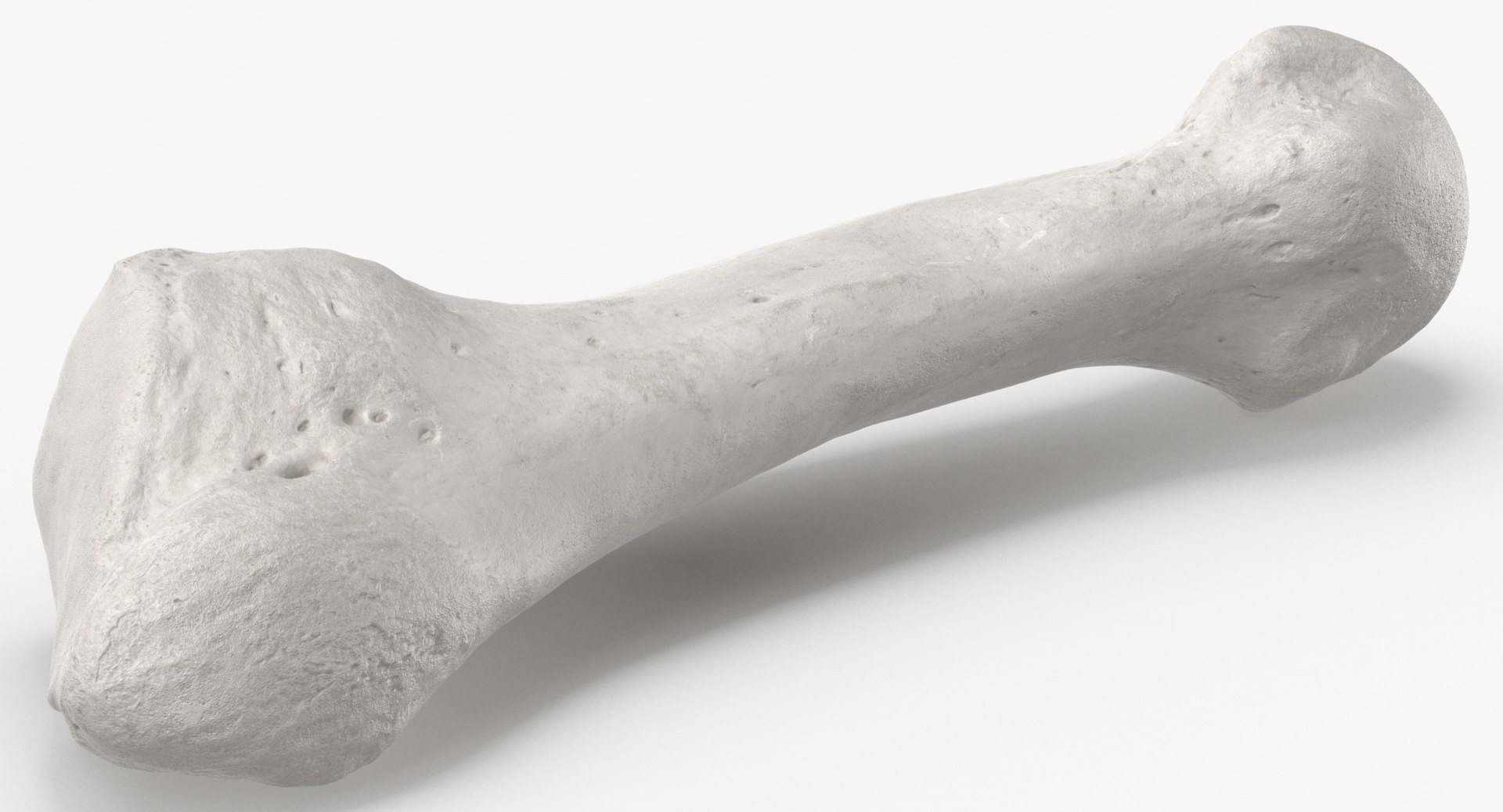 3D Human Leg Bones Collection Full White -  24 models model https://p.turbosquid.com/ts-thumb/oa/uHpnm7/hc/fifth_metatarsal_bone_01_white_thumbnail_0004/jpg/1624022060/1920x1080/fit_q87/454a29c6f99e9d99be863df2ef17b7ee1114a9b5/fifth_metatarsal_bone_01_white_thumbnail_0004.jpg