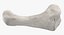 Colección Human Leg Bones Full White - 24 modelos