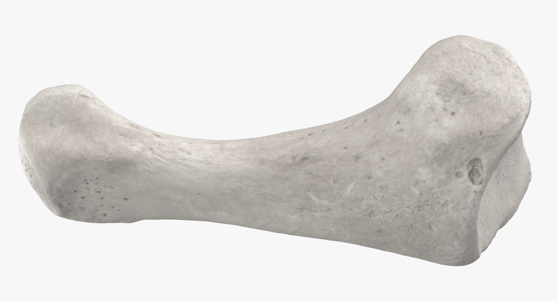 3D Human Leg Bones Collection Full White -  24 models model https://p.turbosquid.com/ts-thumb/oa/uHpnm7/mB/0000/jpg/1590143273/1920x1080/turn_fit_q99/9995650687e70504e6e093b22007129c39d06d2f/0000-1.jpg