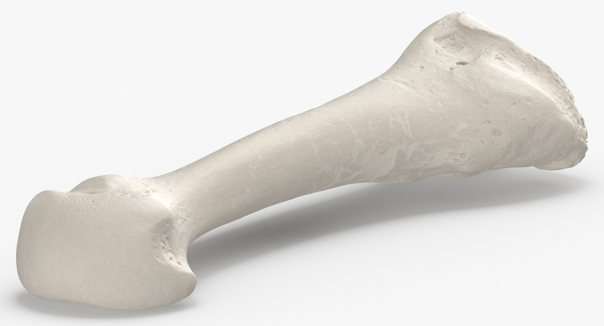 3D Human Leg Bones Collection Full White -  24 models model https://p.turbosquid.com/ts-thumb/oa/uHpnm7/oL/third_metatarsal_bone_01_white_thumbnail_0004/jpg/1624022055/1920x1080/fit_q87/90180cb9dea340d78b4e55e3adac8405842177bb/third_metatarsal_bone_01_white_thumbnail_0004.jpg