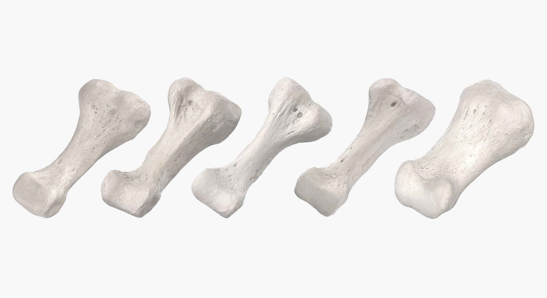 3D Human Leg Bones Collection Full White -  24 models model https://p.turbosquid.com/ts-thumb/oa/uHpnm7/tO/5/jpg/1624022055/1920x1080/fit_q87/a03f04de48ef229575c29641fcac8e370d2038f5/5.jpg