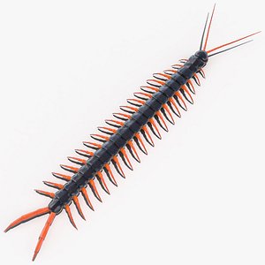 3D scolopendra subspinipes model