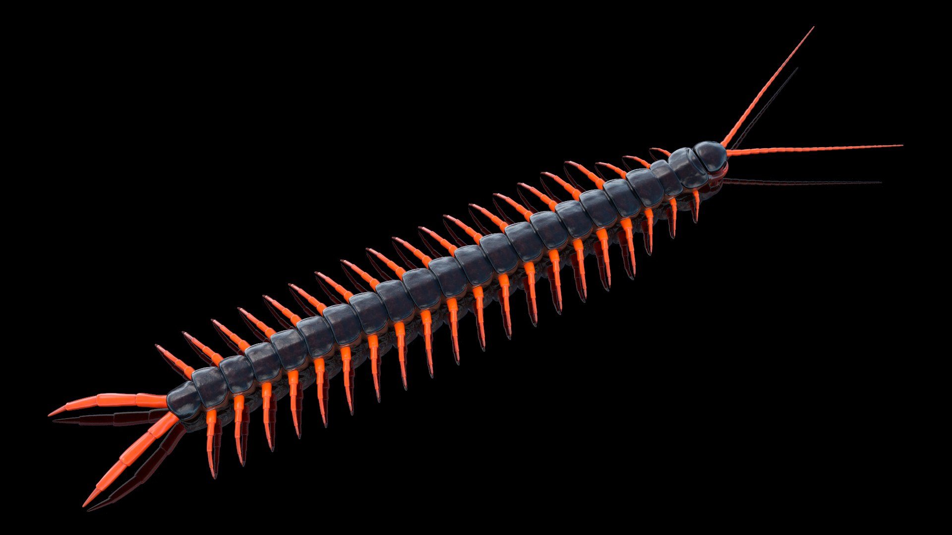 Scolopendra Subspinipes 3D model preview