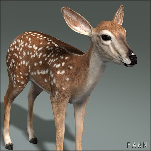 deer family doe fawn 3d model