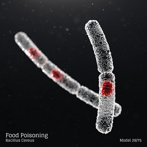 microbes bacteria cells 3D model