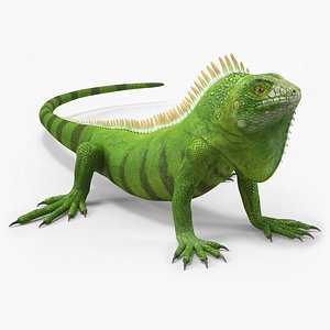 Iguana Reptile