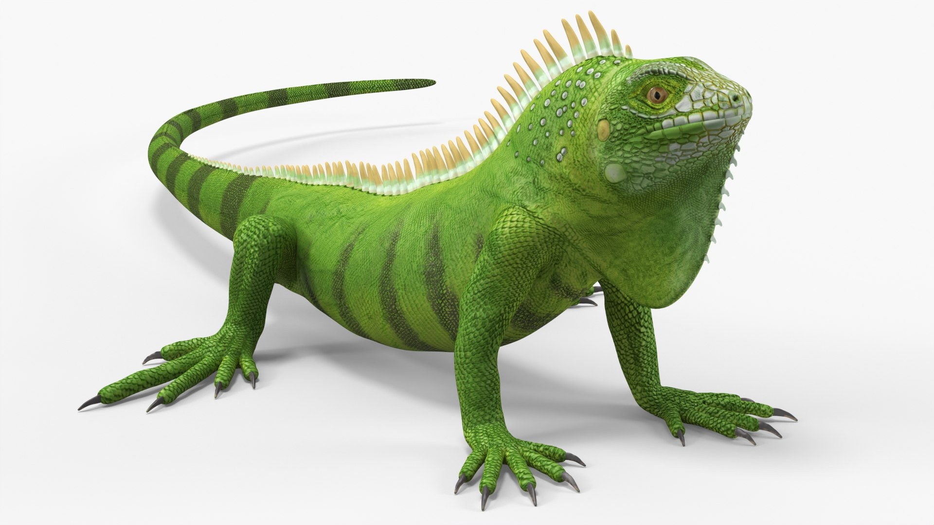 Iguana Reptile 3D https://p.turbosquid.com/ts-thumb/ob/AxGP3n/S8/iguana_reptile_002/jpg/1735254174/1920x1080/fit_q87/99a7aed65187e3bcd23773896ffb52d1d9a46c5e/iguana_reptile_002.jpg