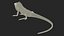Iguana Reptile 3D