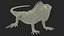 Iguana Reptile 3D