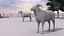 Ferme ovine