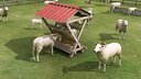 Sheep Farm
