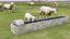 Ferme ovine