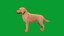 Cane Labrador Retriever stilizzato