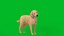 Cane Labrador Retriever stilizzato