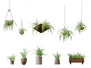 Microlepia strigosa - hay-scented fern 02 3D model