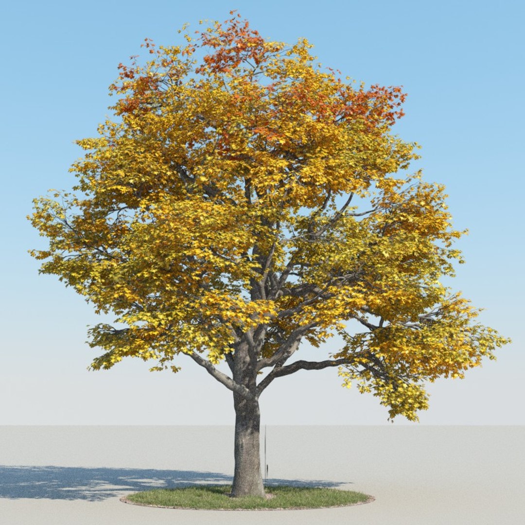 Realistic Maple Tree Autumn 3d Model