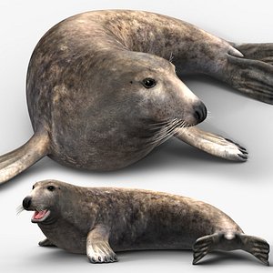 Grey Seal 3D model