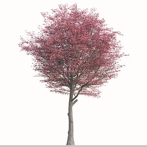 Set of Nyssa Sinensis or Chinese Tupelo Tree- 2 Trees model