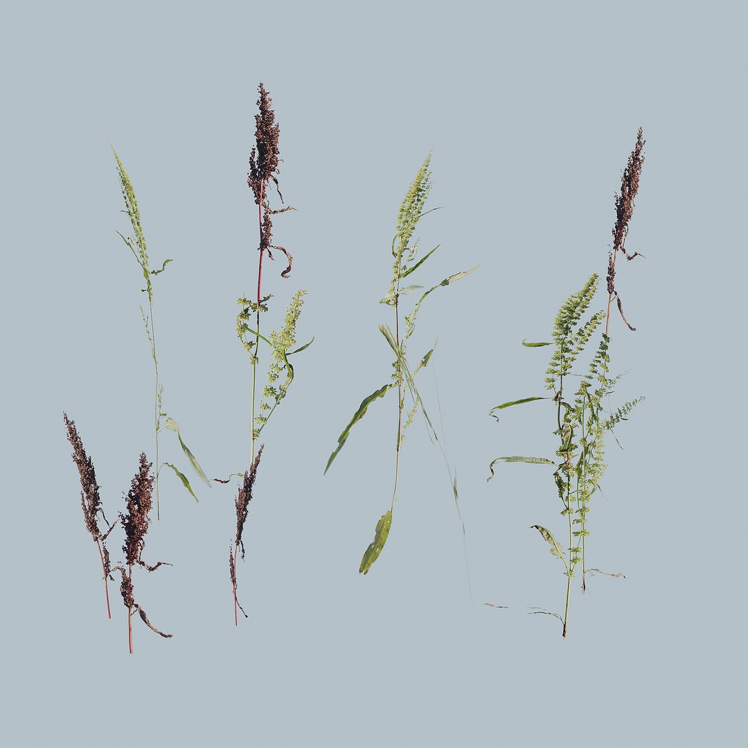 grass red shoots 3D https://p.turbosquid.com/ts-thumb/ob/kW6HjA/cg3QGk6s/1/jpg/1603781233/1920x1080/fit_q87/261a26a54f377ead7ec4a73370c615aba27d848d/1.jpg