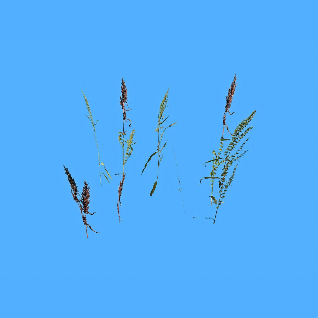 grass red shoots 3D https://p.turbosquid.com/ts-thumb/ob/kW6HjA/t26tiZ3u/7/jpg/1603781294/1920x1080/fit_q87/1d498f75b20ca26d9aaeaa8d4f10b1562877da1b/7.jpg