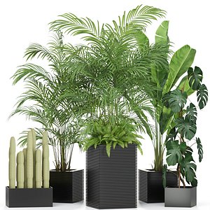 Plants collection 595
