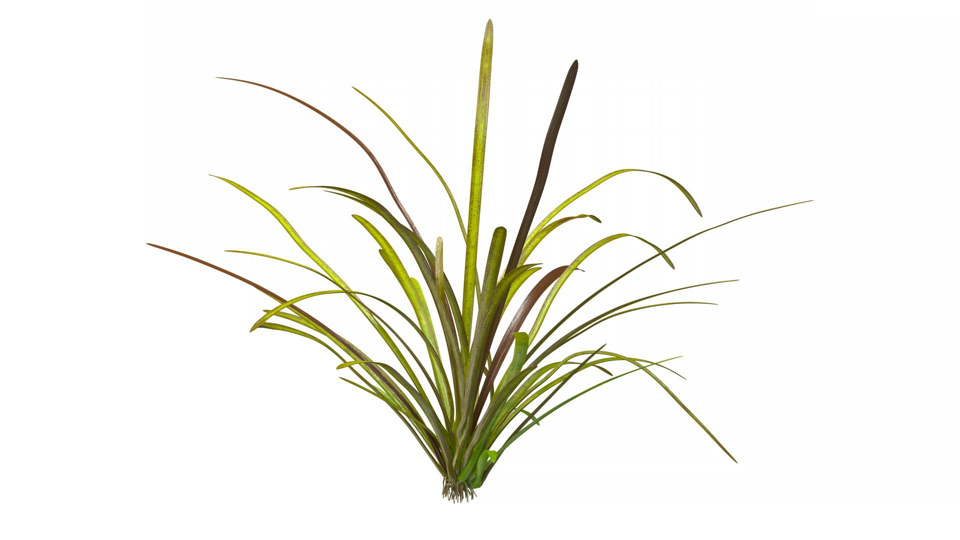 3D Aquatic Plant Sagittaria Dead model https://p.turbosquid.com/ts-thumb/ob/mHlsJD/4M/aquaticplantsagittariadeadmb3dmodel007/jpg/1672353292/1920x1080/fit_q87/1a4ec42be7e17c077c9c5fa541fd32b8152846ce/aquaticplantsagittariadeadmb3dmodel007.jpg