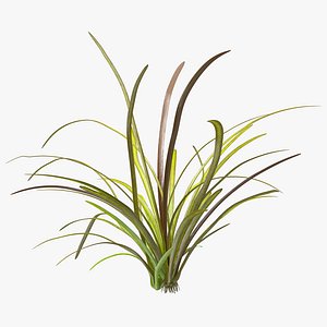 3D Aquatic Plant Sagittaria Dead model