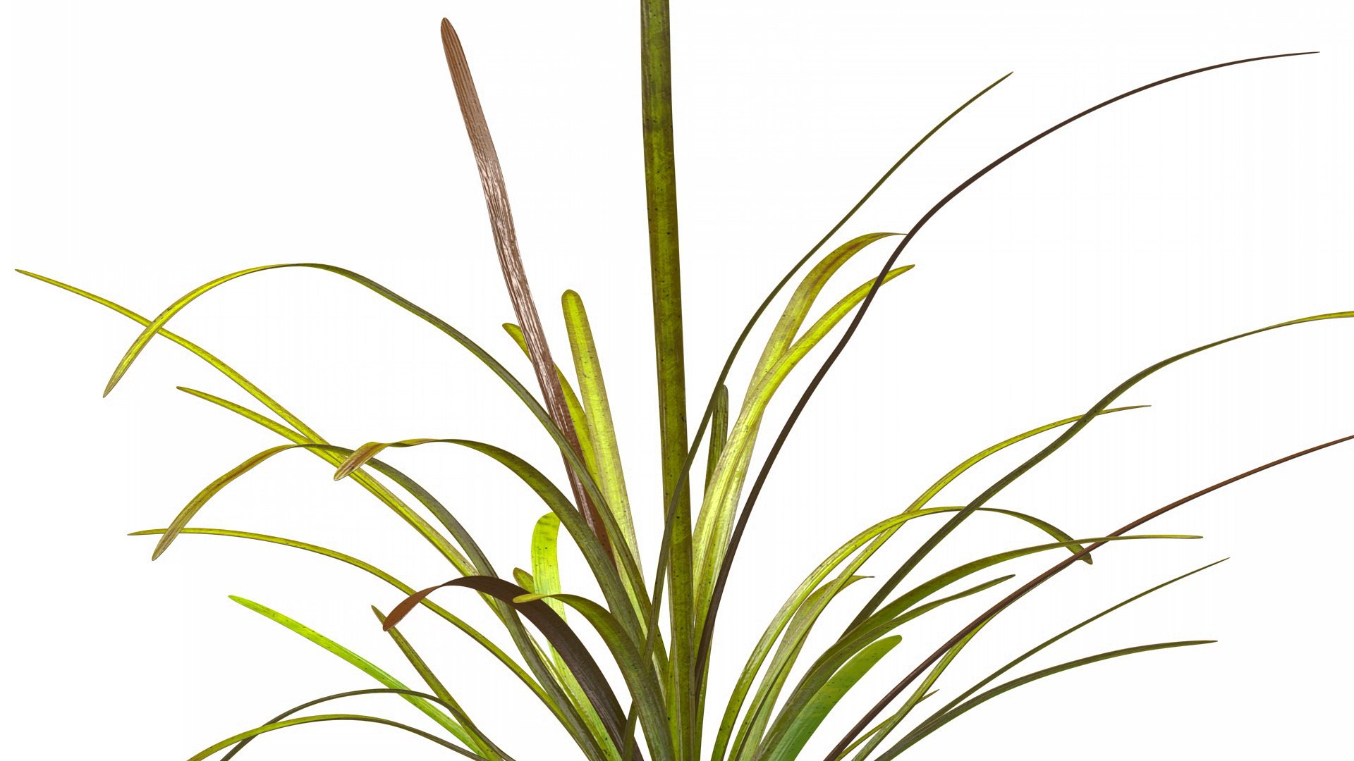 3D Aquatic Plant Sagittaria Dead model https://p.turbosquid.com/ts-thumb/ob/mHlsJD/ld/aquaticplantsagittariadeadmb3dmodel005/jpg/1672353286/1920x1080/fit_q87/7c60df622c2189bc9e56efd7a75226ba00c58992/aquaticplantsagittariadeadmb3dmodel005.jpg