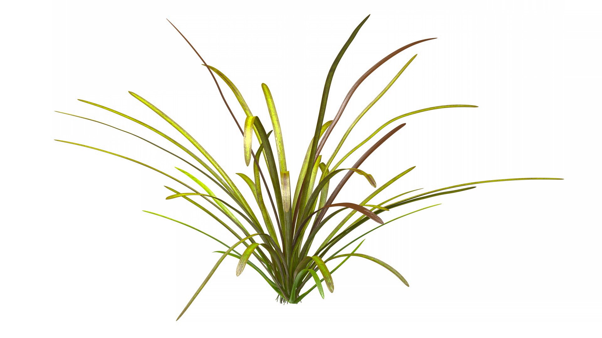 3D Aquatic Plant Sagittaria Dead model https://p.turbosquid.com/ts-thumb/ob/mHlsJD/o4/aquaticplantsagittariadeadmb3dmodel006/jpg/1672353289/1920x1080/fit_q87/cf92a5c78b55605c07f911cc494cb1ccde38e9f8/aquaticplantsagittariadeadmb3dmodel006.jpg