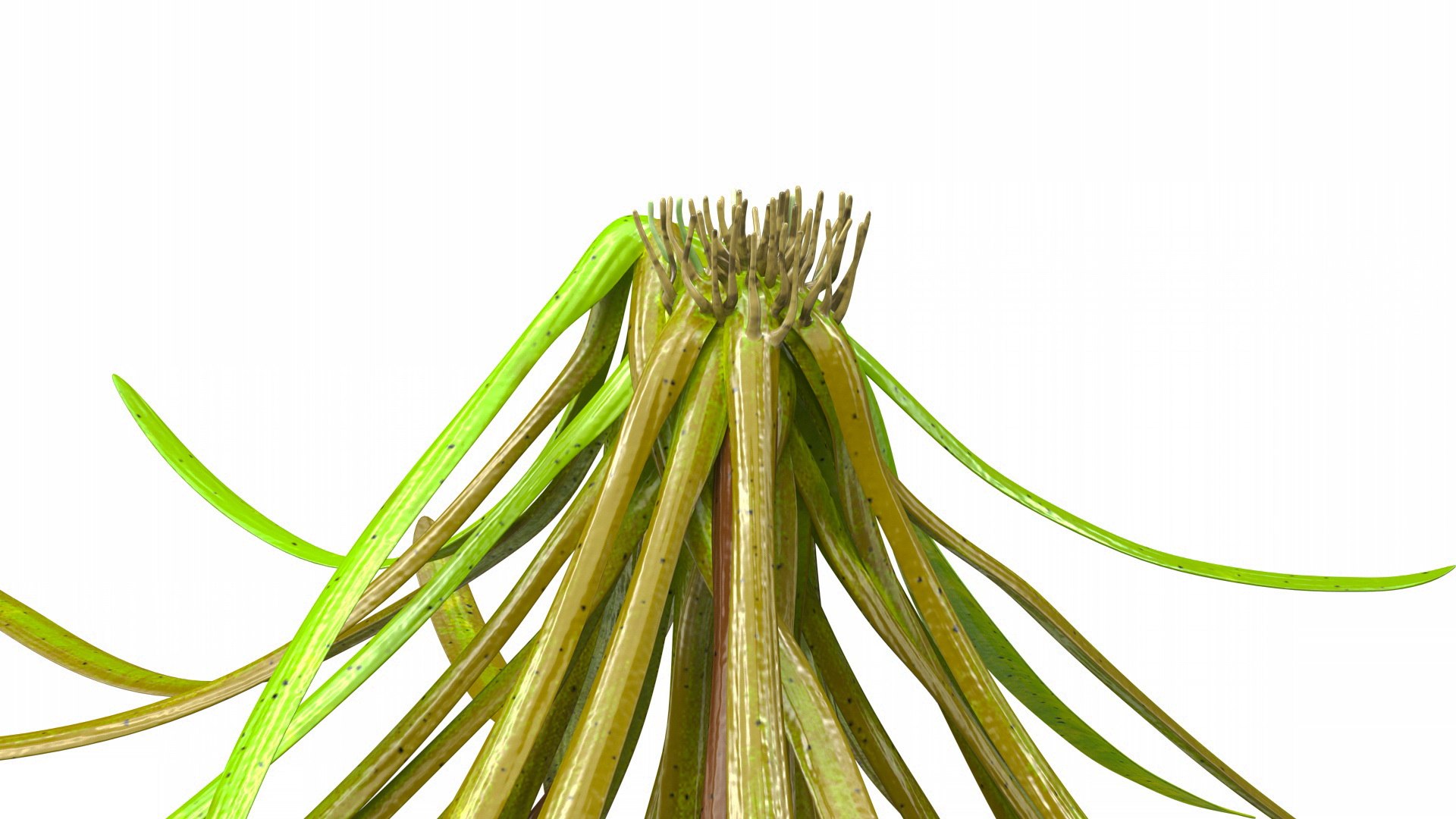 3D Aquatic Plant Sagittaria Dead model https://p.turbosquid.com/ts-thumb/ob/mHlsJD/su/aquaticplantsagittariadeadmb3dmodel008/jpg/1672353295/1920x1080/fit_q87/533b5f47a1d5729ea86dd6e850631bf949956dba/aquaticplantsagittariadeadmb3dmodel008.jpg