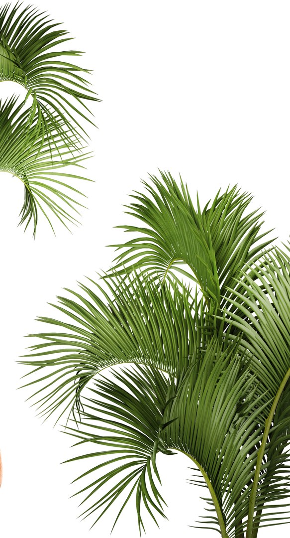 hyophorbe lagenicaulis 3D https://p.turbosquid.com/ts-thumb/ob/mRe2FR/3jigFIhJ/hyophorbeclay02/jpg/1501615363/1920x1080/fit_q87/55aac92258c5d7a11a8e7c240034f6dc27af5209/hyophorbeclay02.jpg