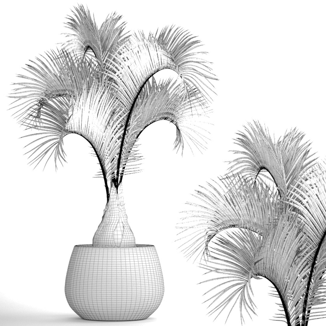 hyophorbe lagenicaulis 3D https://p.turbosquid.com/ts-thumb/ob/mRe2FR/D8bY3W5P/hyophorbeclay09/jpg/1501615363/1920x1080/fit_q87/15bf5c5a3518c44df1c128281f605b36859f0733/hyophorbeclay09.jpg