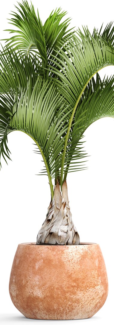 hyophorbe lagenicaulis 3D https://p.turbosquid.com/ts-thumb/ob/mRe2FR/RNq4he7g/hyophorbeclay04/jpg/1501615363/1920x1080/fit_q87/0ff6ea5db363276d80060a4ce3d04a58c5e0144f/hyophorbeclay04.jpg