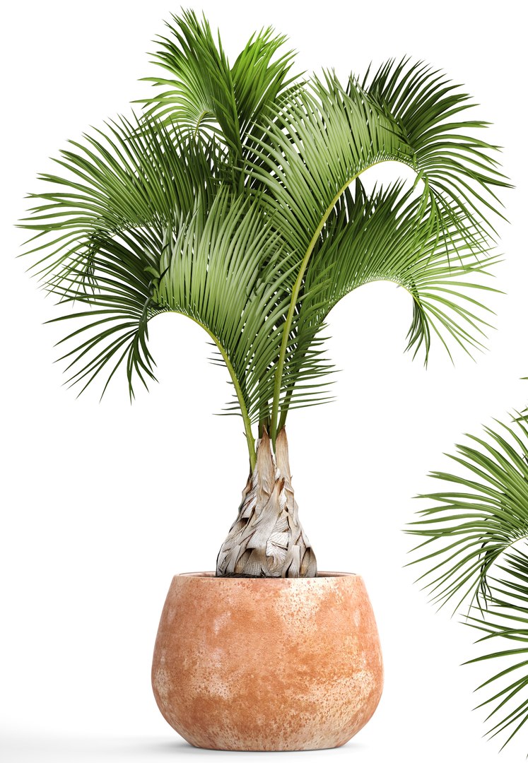 hyophorbe lagenicaulis 3D https://p.turbosquid.com/ts-thumb/ob/mRe2FR/Sf16E3Zq/hyophorbeclay01/jpg/1501615363/1920x1080/fit_q87/2571df9a5f7ba49c01653331a5fd6d292c61134b/hyophorbeclay01.jpg