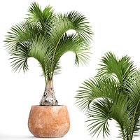 Hyophorbe lagenicaulis