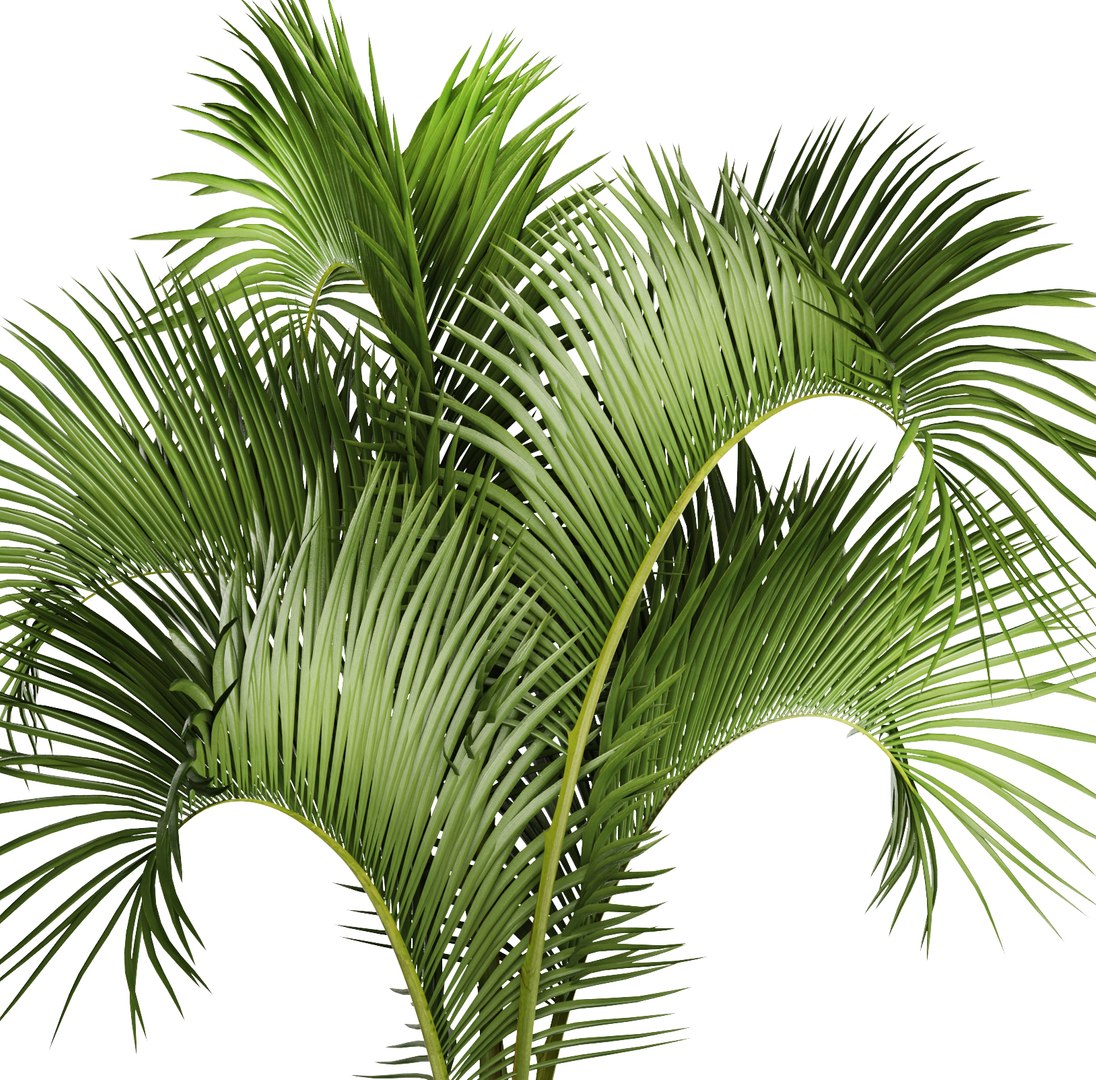 hyophorbe lagenicaulis 3D https://p.turbosquid.com/ts-thumb/ob/mRe2FR/Zrp4h3nQ/hyophorbeclay05/jpg/1501615363/1920x1080/fit_q87/0aee29c5c96ee903abbf957f8950d5b91ec72470/hyophorbeclay05.jpg