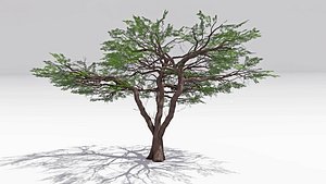 African Acacia Tree-S12 3D model
