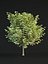 Ahorn Acer Negundo Flamingo