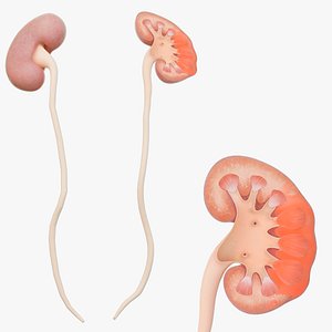 3D Kidney cysts  kidney anatomy  kidney diseases Human organ model