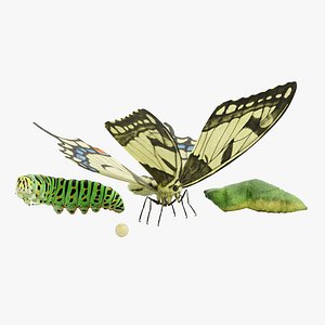 Old World Swallowtail Stages dae
