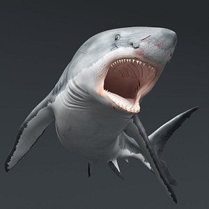 Great White Shark Fast Swim Rigged For Maya Animated 3D