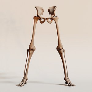 Human Leg Bones Anatomy 3D Model with Pelvis and Feet