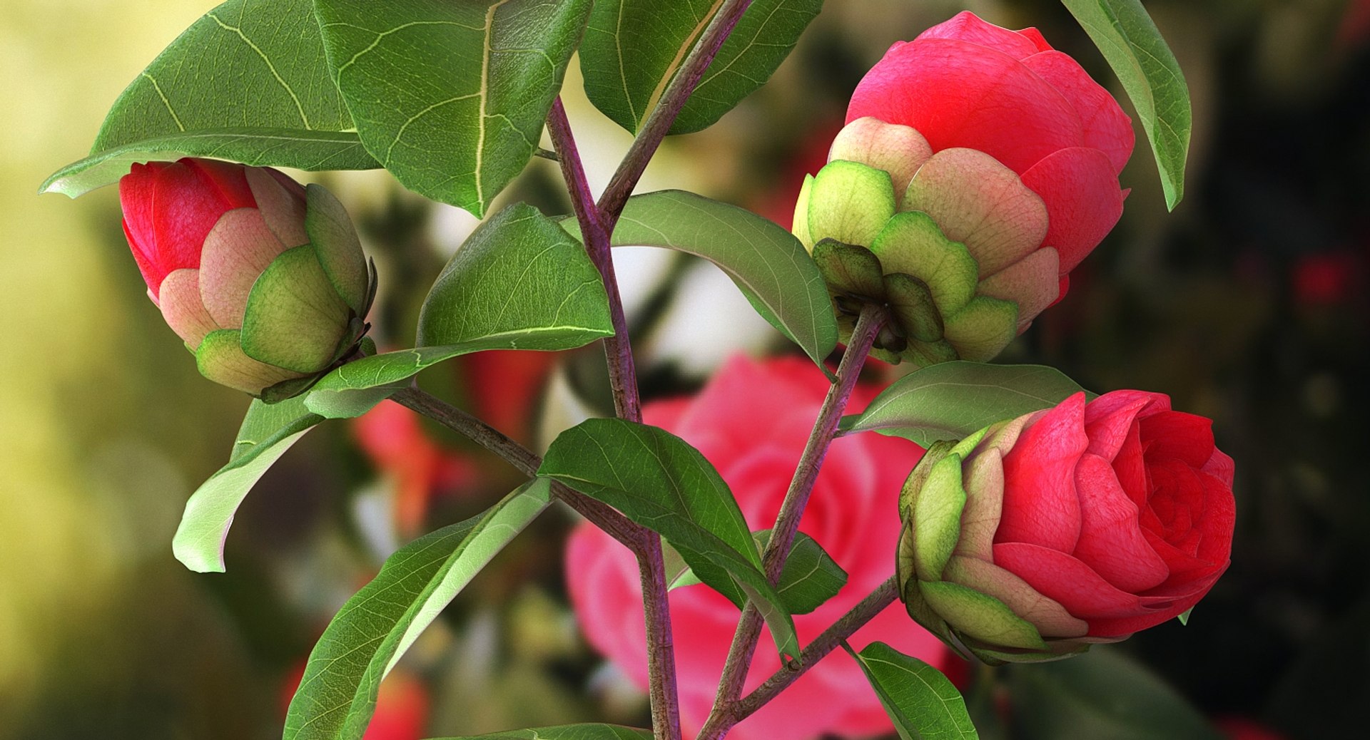 garden flower camellia red 3D model https://p.turbosquid.com/ts-thumb/oc/L2o6nS/2TbDt6uB/gardenflowercamelliaredc4dmodel004/jpg/1525586639/1920x1080/fit_q87/e27769e7b60c82d07d2b6c3e4545f878d52c2aea/gardenflowercamelliaredc4dmodel004.jpg