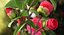 Garden Flower Camellia Red