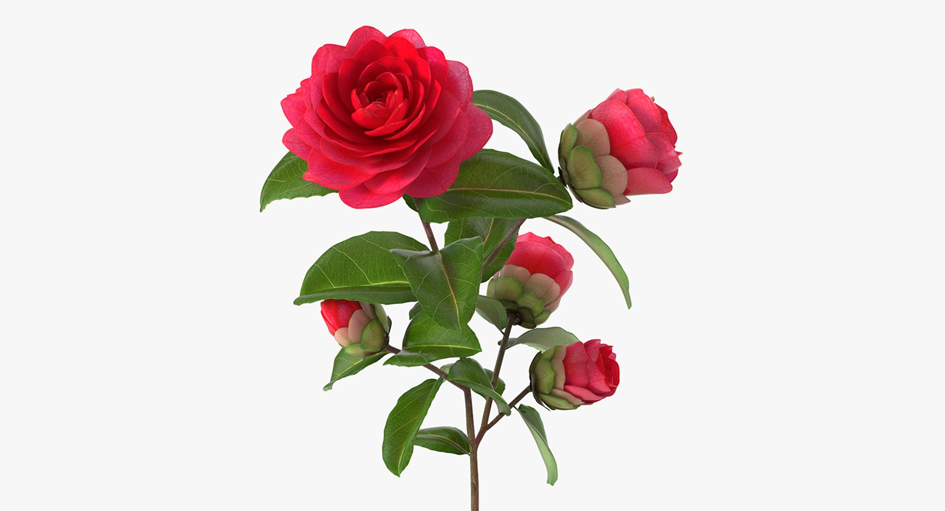 Garden Flower Camellia Red 3D model preview