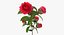 Garden Flower Camellia Red