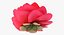 Garden Flower Camellia Red