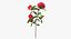 Garden Flower Camellia Red