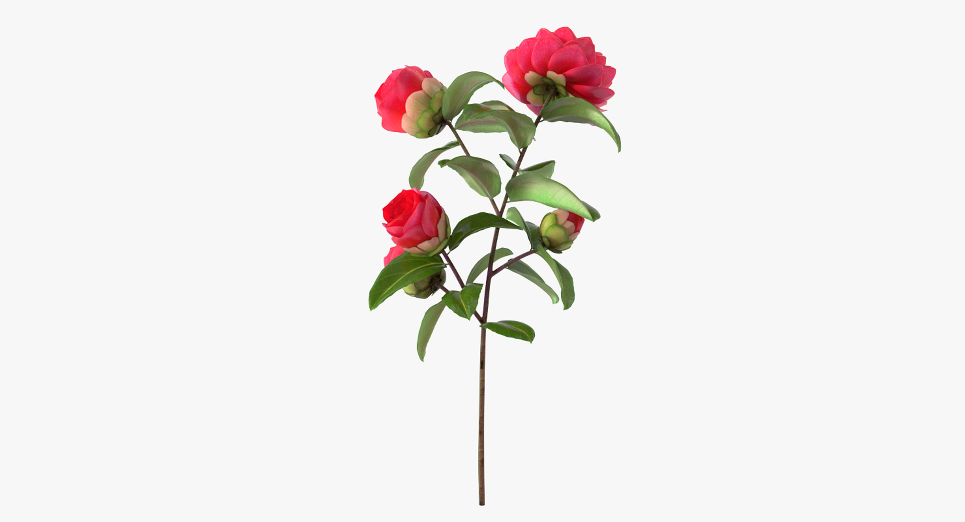 garden flower camellia red 3D model https://p.turbosquid.com/ts-thumb/oc/L2o6nS/6w3Ui5Vr/garden_flower_camellia_red_360/jpg/1525586180/1920x1080/turn_fit_q99/4b76afac69d4d0f233af4de40bbd1c450214d6b6/garden_flower_camellia_red_360-1.jpg
