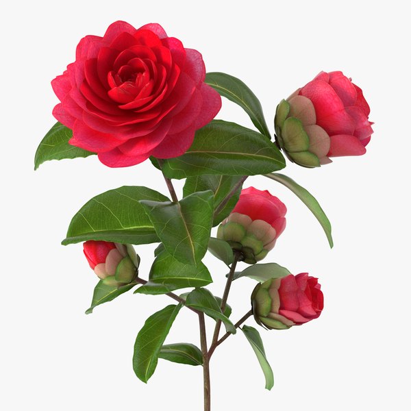 modelo 3d Flor de jardín camelia roja - TurboSquid 1283876